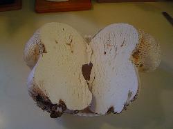 Calvatia cyathiformis