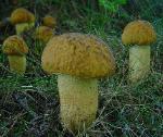 Leccinum rugosiceps