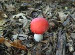 Red Russula mushroom
