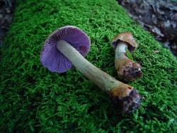 Cortinarius corrugatus
