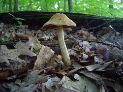 Cortinarius corrugatus