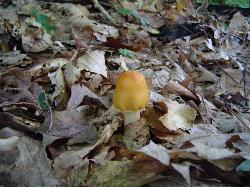 Cortinarius corrugatus