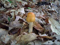 Cortinarius corrugatus