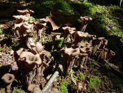 Craterellus fallax