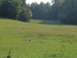 Calvatia cyathiformis