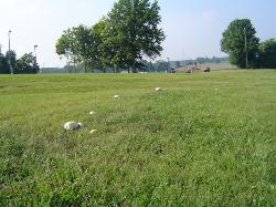 Calvatia cyathiformis