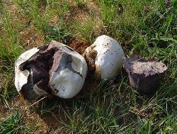 Calvatia cyathiformis