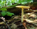 Yellow amanita w/dash of sunlight.