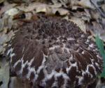 Old Man of the Woods, Strobilomyces floccopus