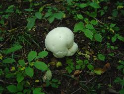 Calvatia gigantea