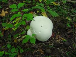 Calvatia gigantea