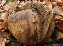 Calvatia gigantea