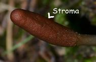 stroma of Tolypocladium ophioglossoides