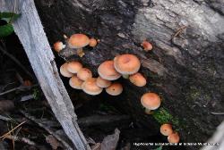 Hypholoma sublateritium