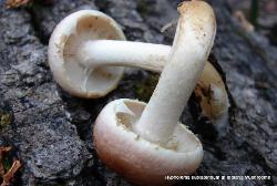 Hypholoma sublateritium