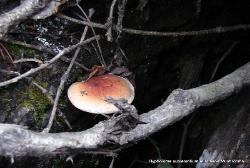 Hypholoma sublateritium