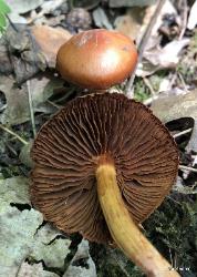 Cortinarius hesleri
