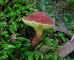 Gilled Bolete, Phylloporus rhodoxanthus