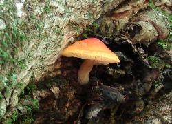 Pluteus aurantiorugosus