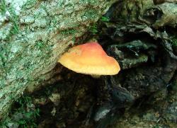 Pluteus aurantiorugosus