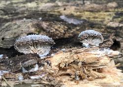 Hohenbuehelia mastrucata