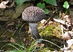 Strobilomyces confusus