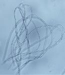 Tolypocladium ophioglossoides ascospores