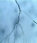 Tolypocladium ophioglossoides ascospores