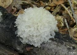 Tremella fuciformis