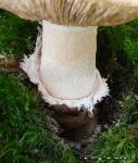 Tricholoma caligatum