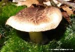 Tricholoma caligatum