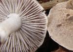 Tricholoma myomyces