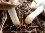 Tricholoma myomyces