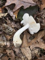 Tricholoma subresplendens