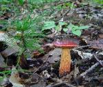 Boletus frostii