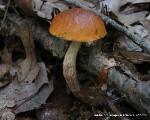 Leccinum longicurvipes