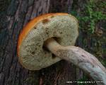 Leccinum longicurvipes