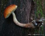 Leccinum longicurvipes