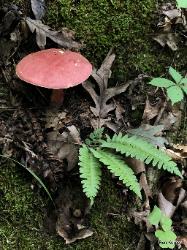 Lanmaoa pallidorosea