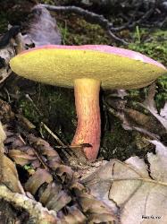 Lanmaoa pallidorosea