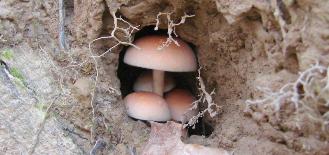 Hypholoma sublateritium