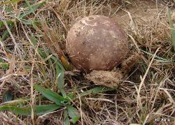 Calvatia cyathiformis