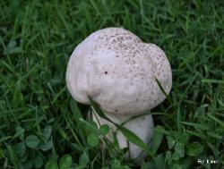 Calvatia cyathiformis
