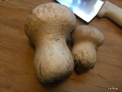 Calvatia cyathiformis