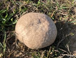 Calvatia cyathiformis