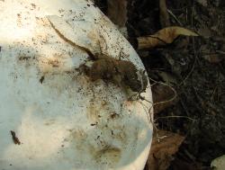 Calvatia gigantea