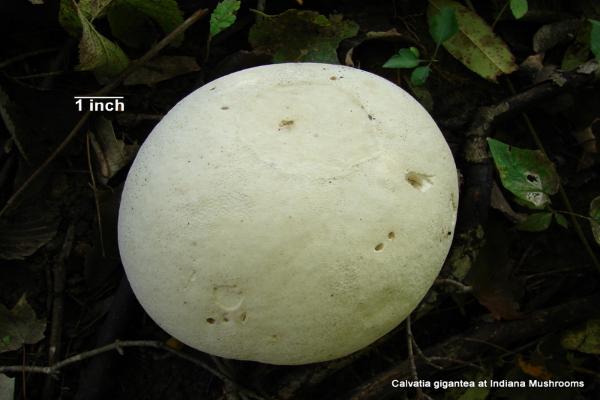 giant puffball