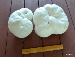 Calvatia gigantea