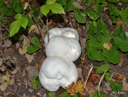 Calvatia gigantea