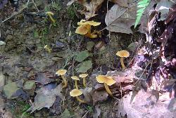 Cantharellus appalachiensis